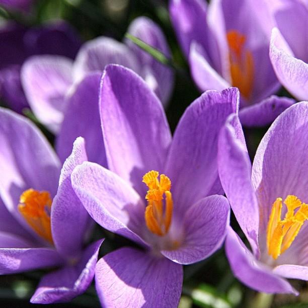 399-Blink-Spring Plum.jpg