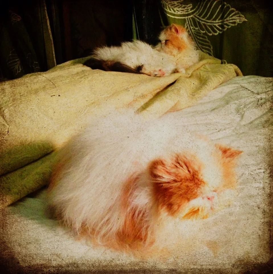 402-Blink-Two for Bed.jpg