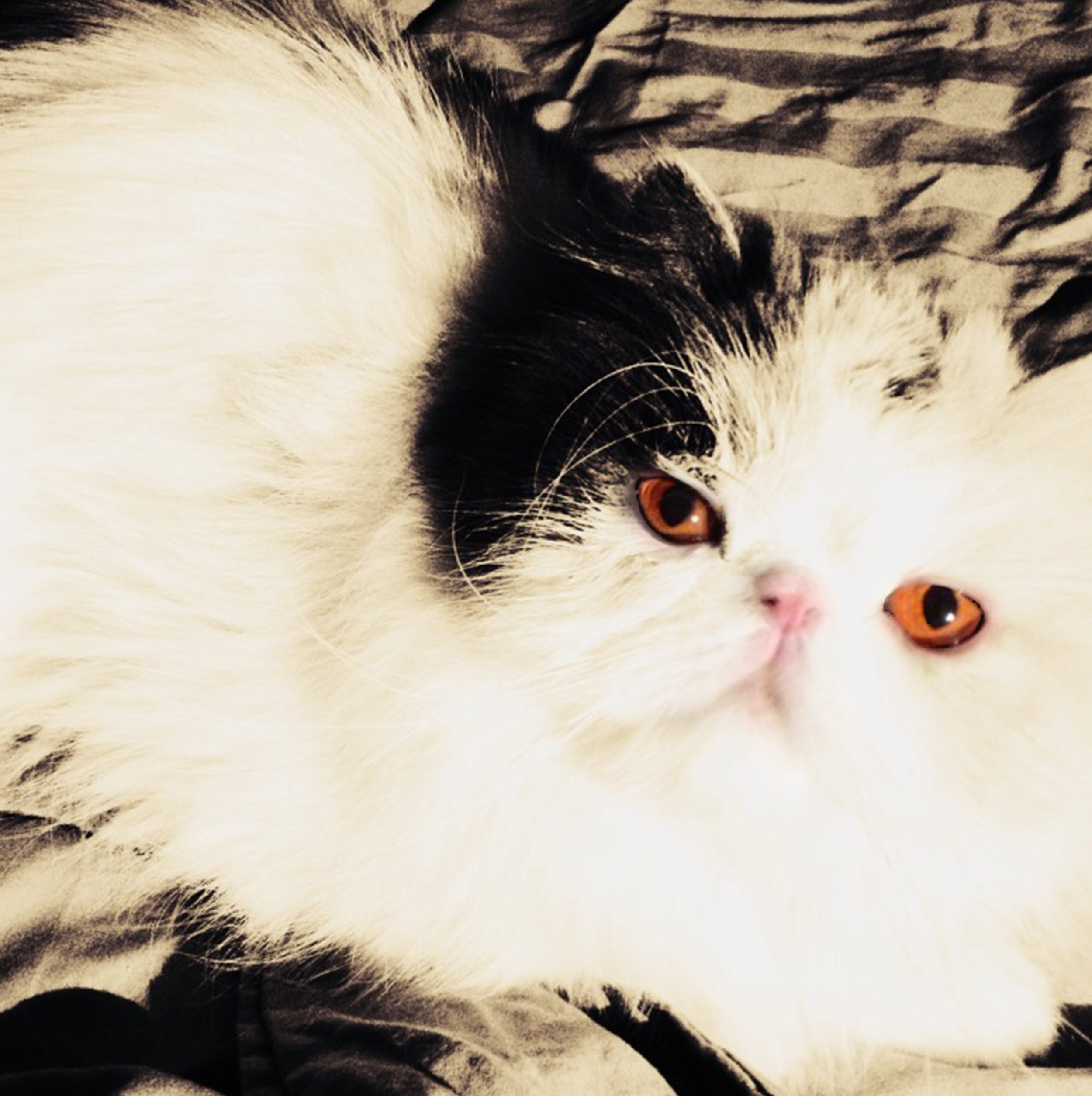 404-Blink-Nell in Contrast.jpg