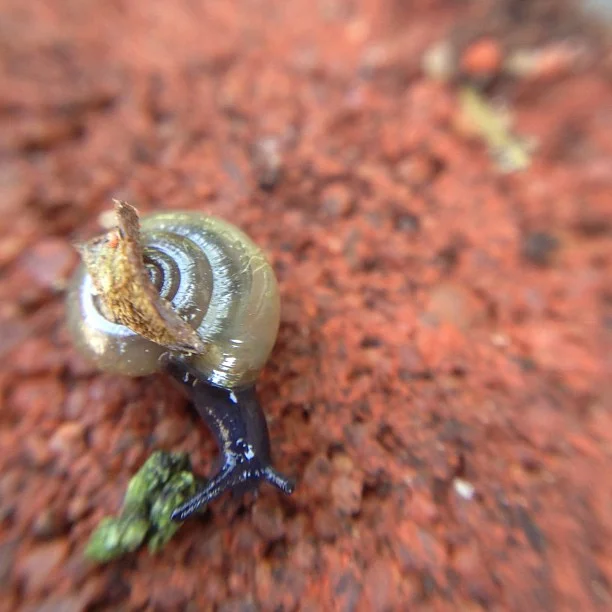 423-Blink-tiny snail.jpg