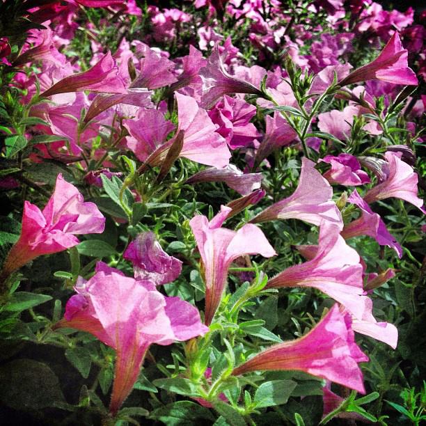 427-Blink-the crowd.jpg