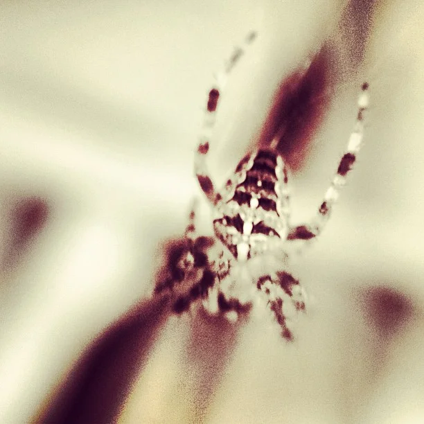 430-Blink-cream and spider.jpg