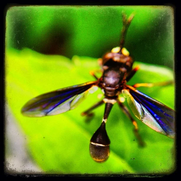 434-Blink-green and brown.jpg