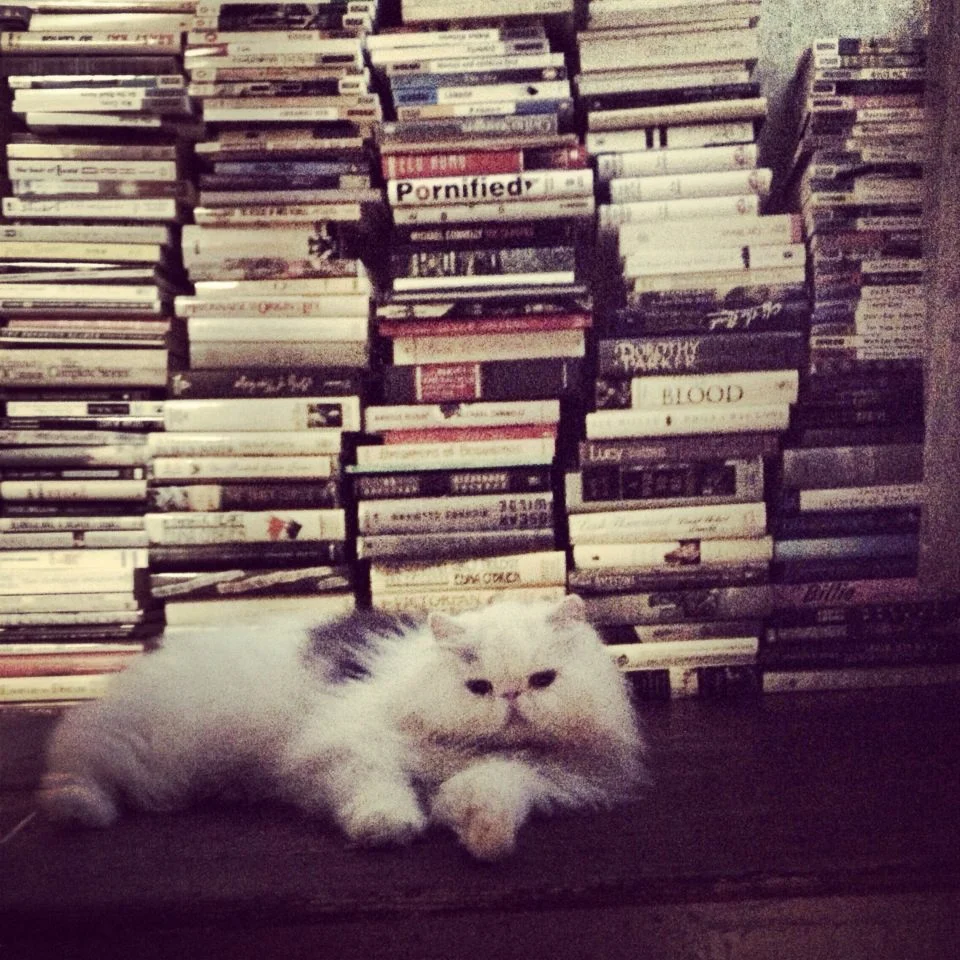 446-Blink-cat library.jpg
