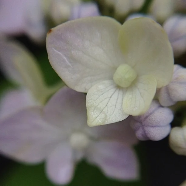 466-Blink-cream and blush.jpg