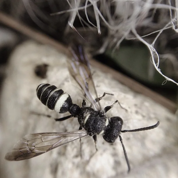 471-Blink-just insectoid.jpg