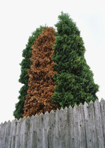 deadtree.jpg