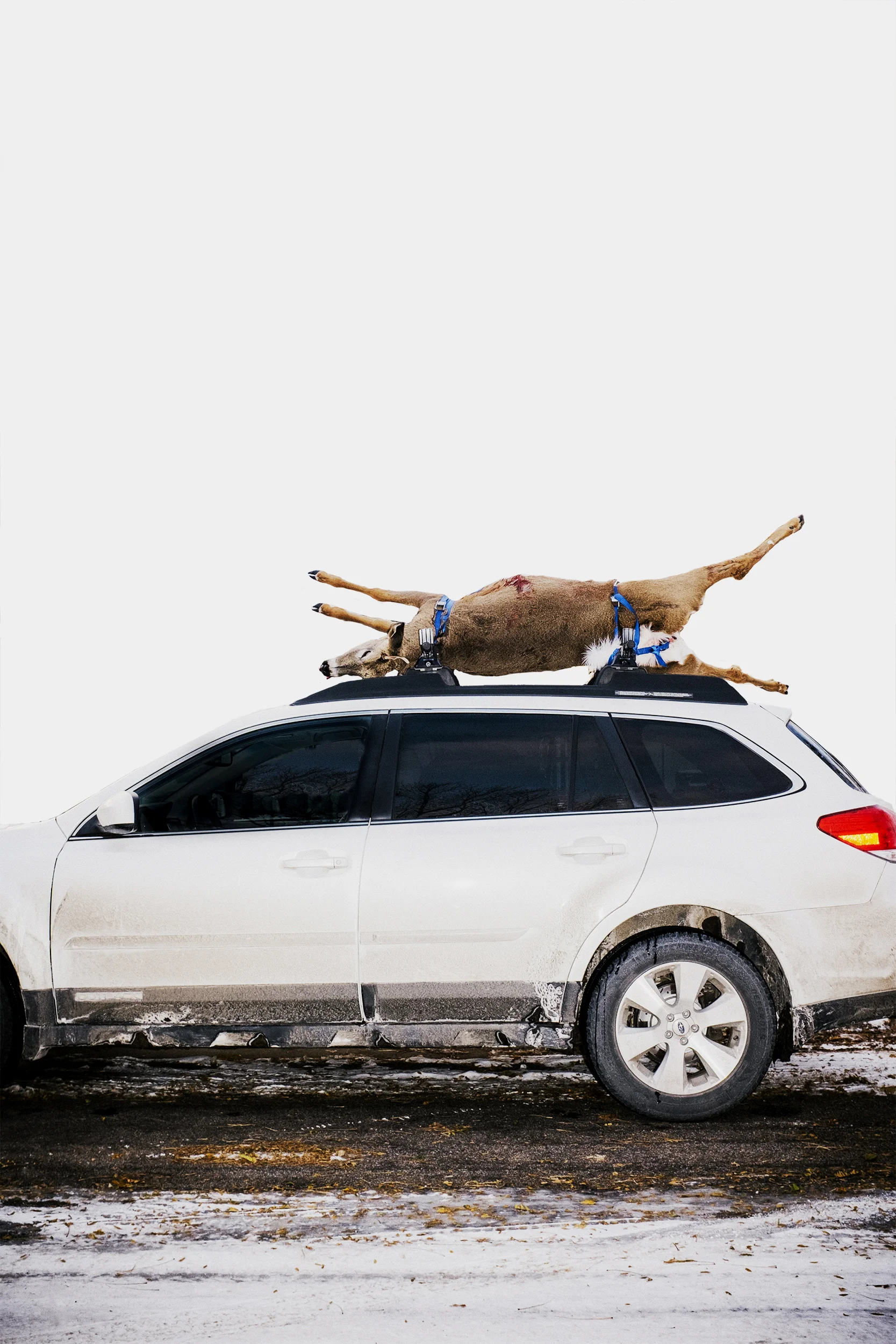 DeadDeer.jpg