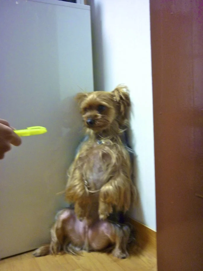 My wife has a very strong way of punishing Barney when he has been naughty. She makes him sit like a human in the corner. His face looks so funny - it's as if he's saying "sorry mummy"