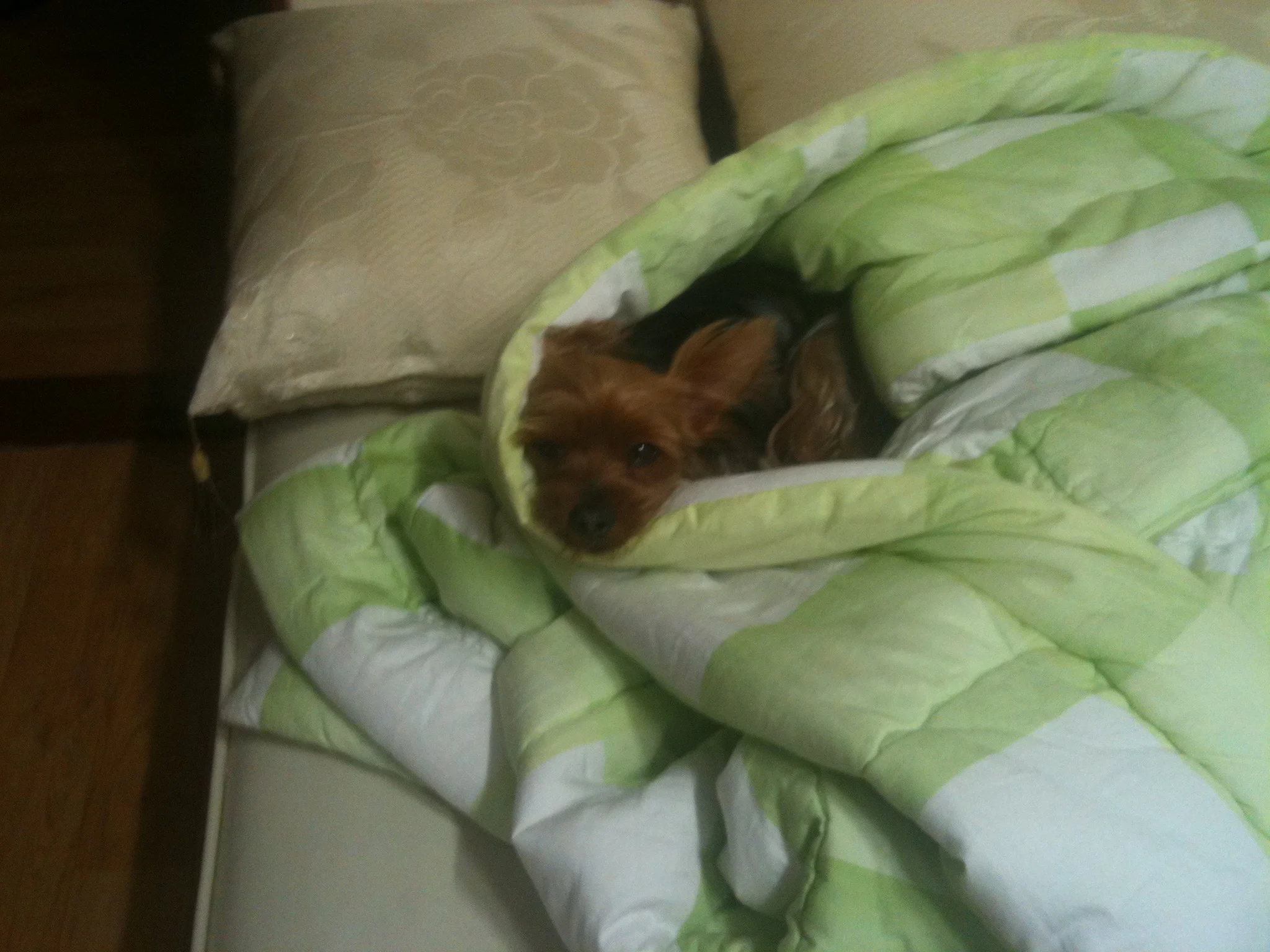 Barney got himself all wrapped up in the bed clothes. www.presentinenglish.com Sent from my iPhone