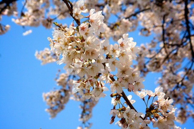 A beautiful Spring day in Olympic Park