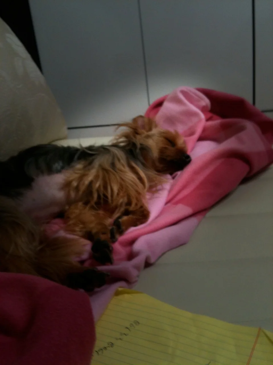 It's hard being Barney. Today, he's been running around Olympic Park twice, and I guess he's just collapsed on the sofa exhausted ^^