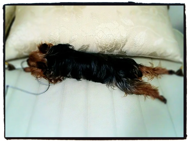 Just had to get this shot. Barney does sleep in an odd way. Sent from my iPhone