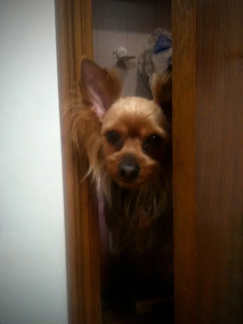 Here's my little boy just popping his head out of the door after visiting the bathroom. Sometimes I am convinced he thinks he is human!!