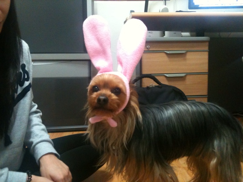 My wife loves to dress my poor little boy up. Here Varney posing as a playboy dog Sent from my iPhone