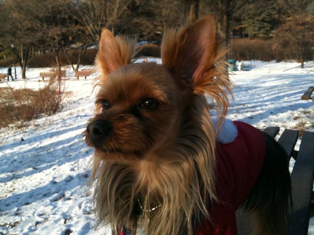 Barney's afternoon walk :-)