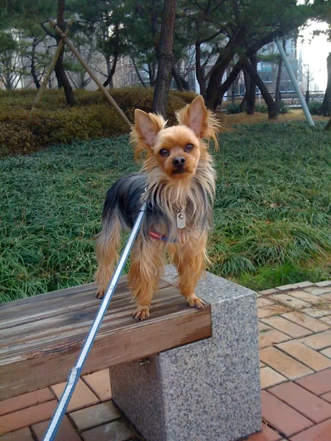 Took this pic while I was walking my little boy Barney this afternoon. He's saying "Why are you taking my picture again!!!"