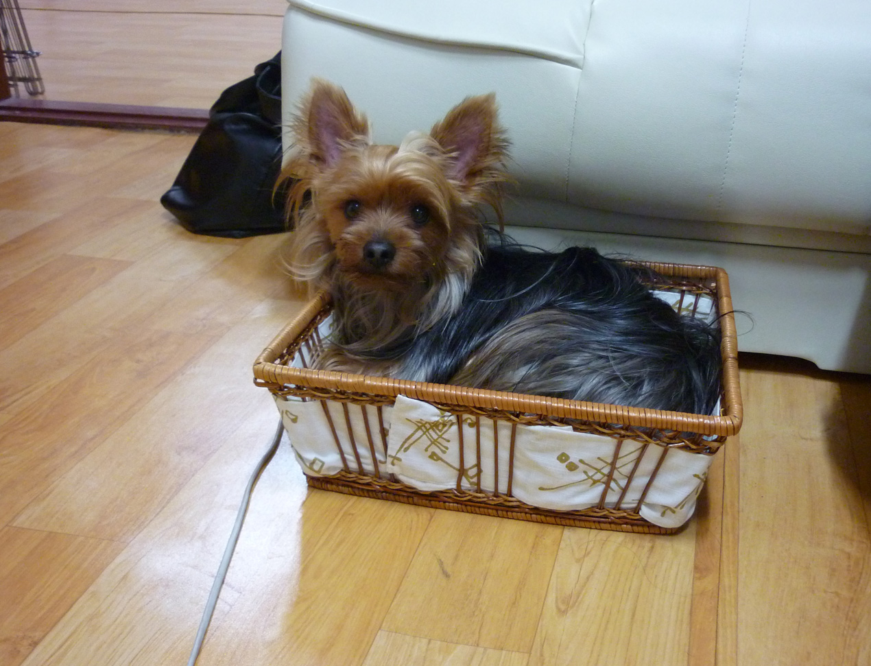 Little Barney has decided that our clean socks basket makes a nice home. Crazy!