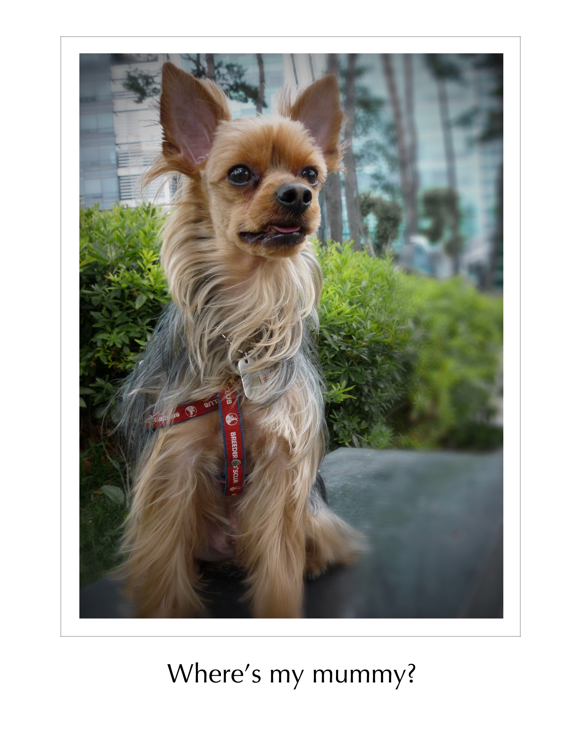Here's a little picture of my little boy Barney. His mummy is coming back on Saturday from China and he know's something is happening ... he's looking for his mum ^^