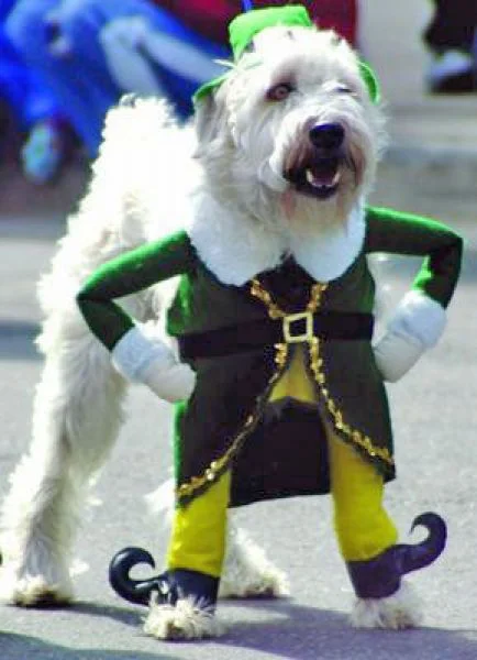 22 Dogs Having The Craic on St. Patrick's Day