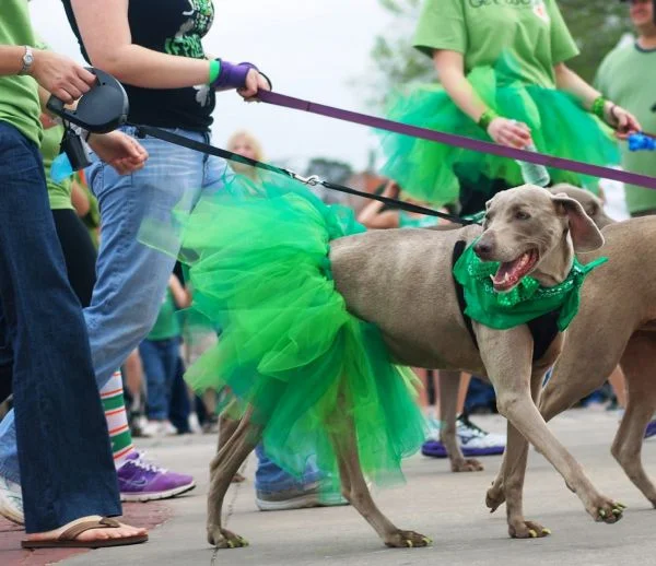 22 Dogs Having The Craic on St. Patrick's Day