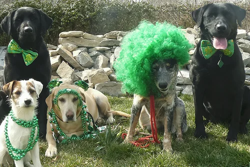 22 Dogs Having The Craic on St. Patrick's Day