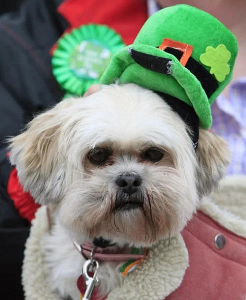 22 Dogs Having The Craic on St. Patrick's Day
