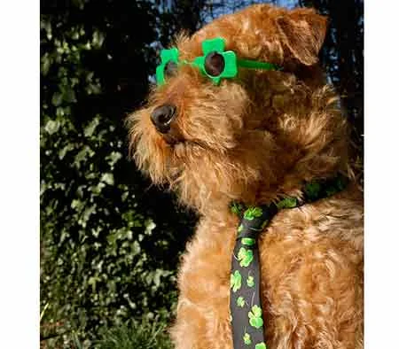 22 Dogs Having The Craic on St. Patrick's Day