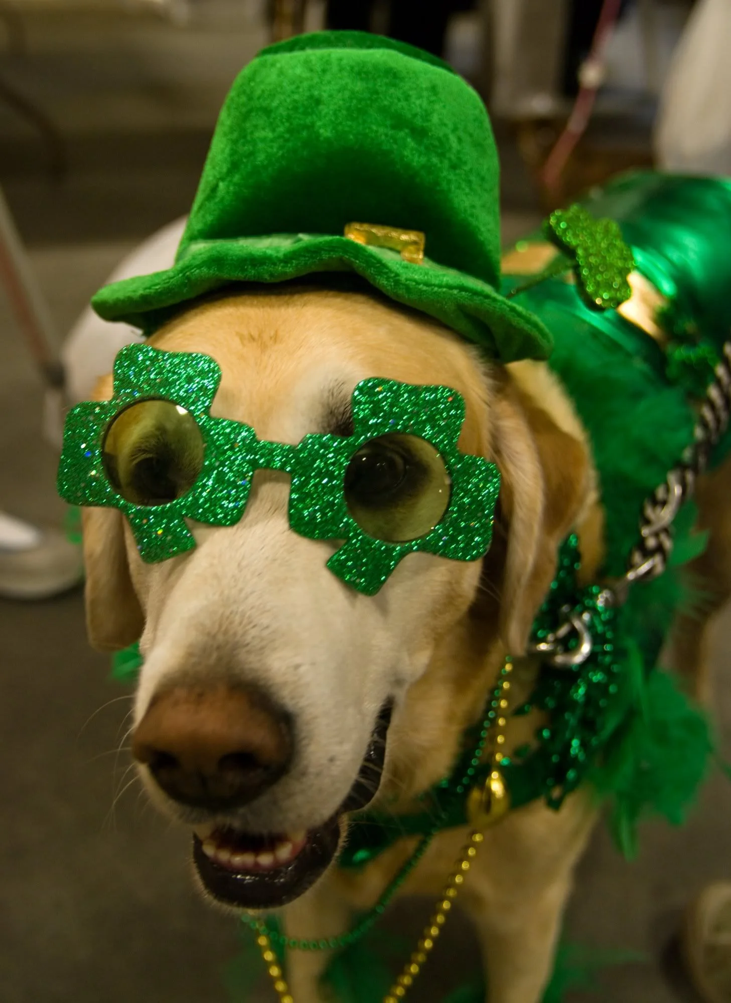 22 Dogs Having The Craic on St. Patrick's Day