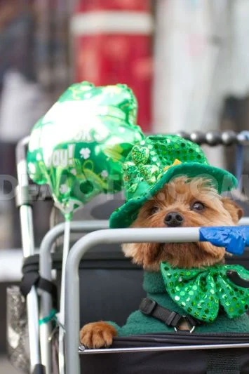 22 Dogs Having The Craic on St. Patrick's Day