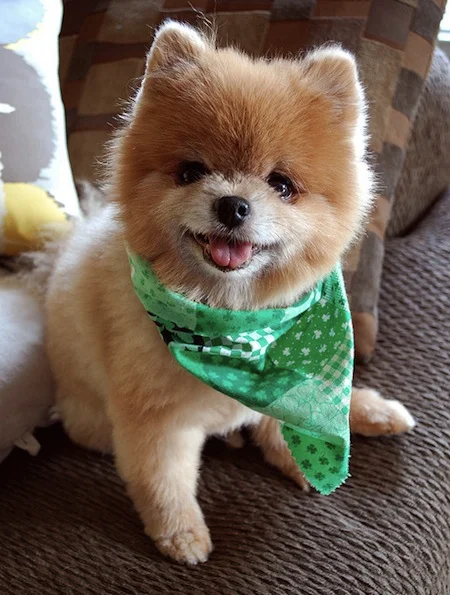 22 Dogs Having The Craic on St. Patrick's Day