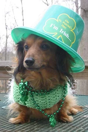 22 Dogs Having The Craic on St. Patrick's Day