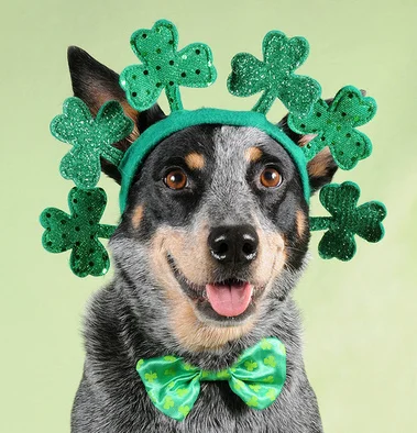 22 Dogs Having The Craic on St. Patrick's Day