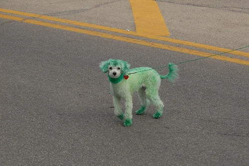 22 Dogs Having The Craic on St. Patrick's Day