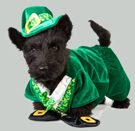 22 Dogs Having The Craic on St. Patrick's Day