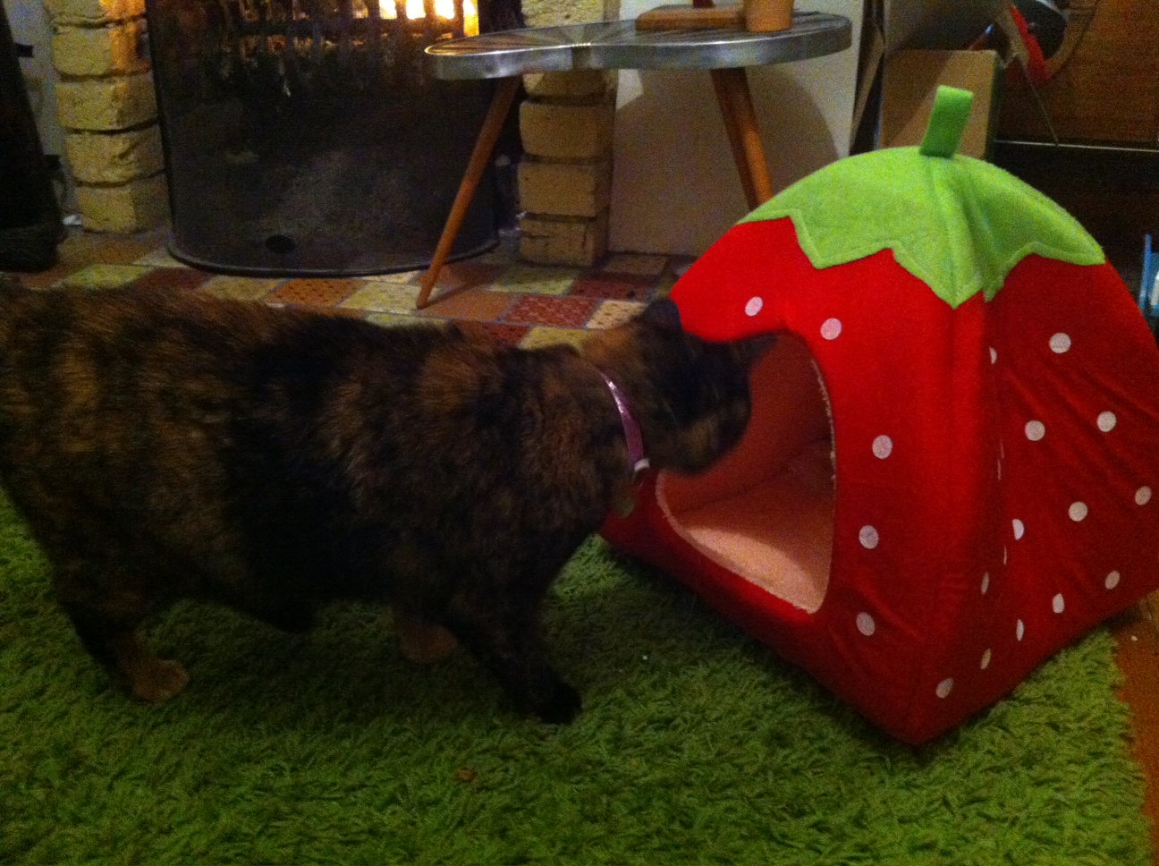 Get Your Cat a Giant Strawberry Shaped Bed