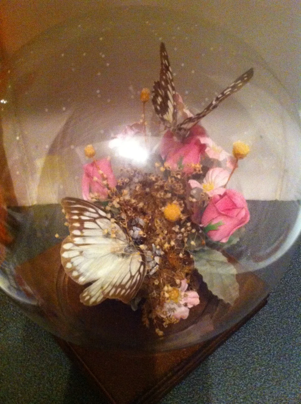 Holywood Haul: Taxidermy & American Sodas