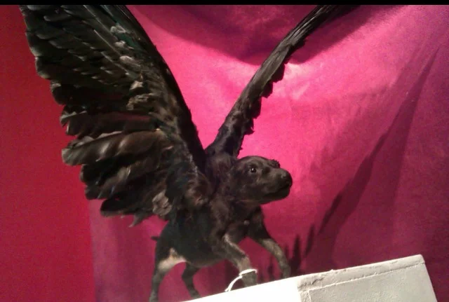 I Love You, Last Tuesday Society. Winged Puppies.