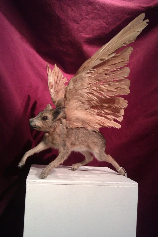 I Love You, Last Tuesday Society. Winged Puppies.