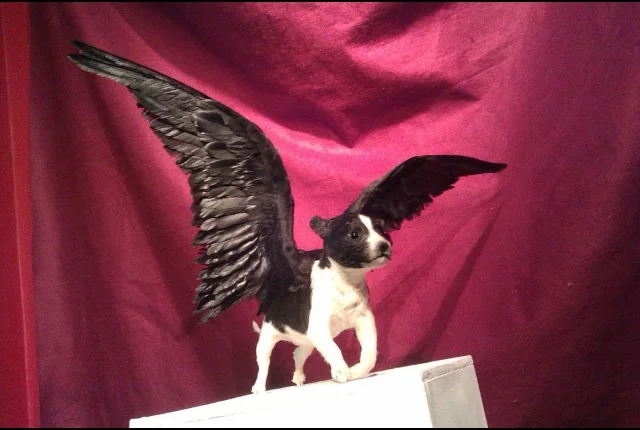 I Love You, Last Tuesday Society. Winged Puppies.