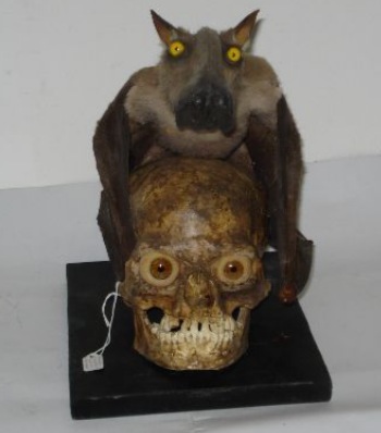 Shocking Taxidermy for your Wednesday Afternoon