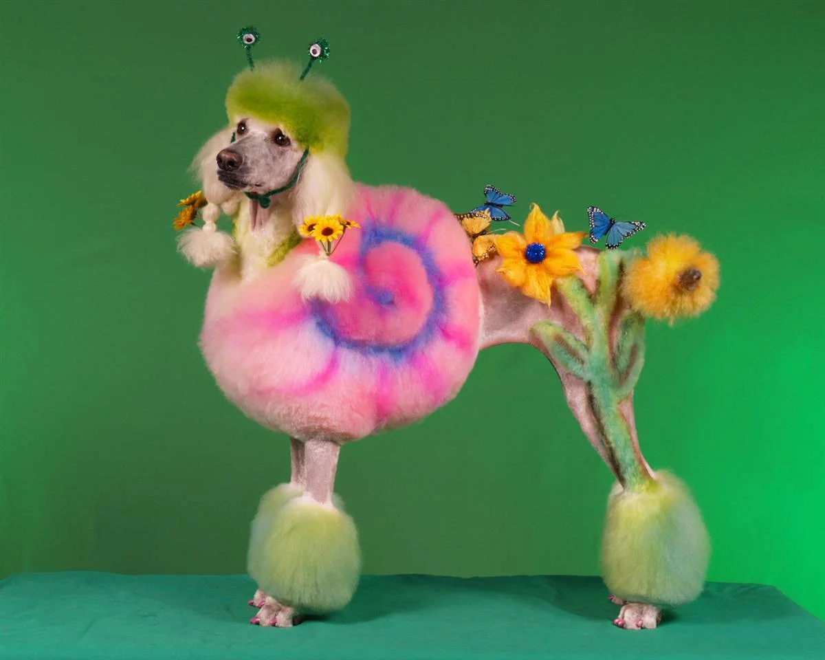 The Mighty Dragon Poodle