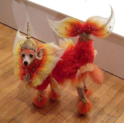 The Mighty Dragon Poodle