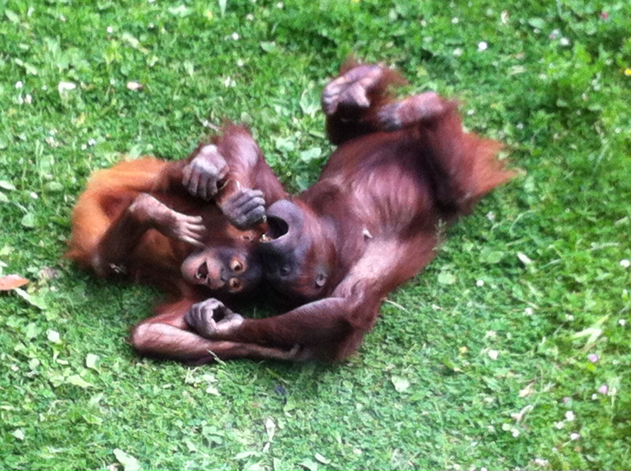 Trip to Dublin Zoo with Ikea Picnic Goodies