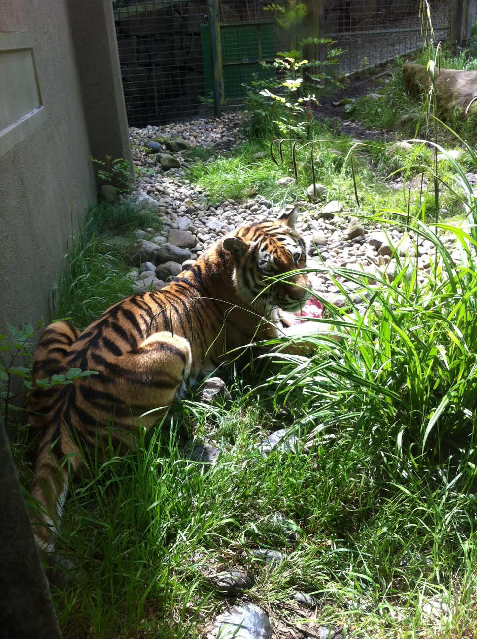 Trip to Dublin Zoo with Ikea Picnic Goodies
