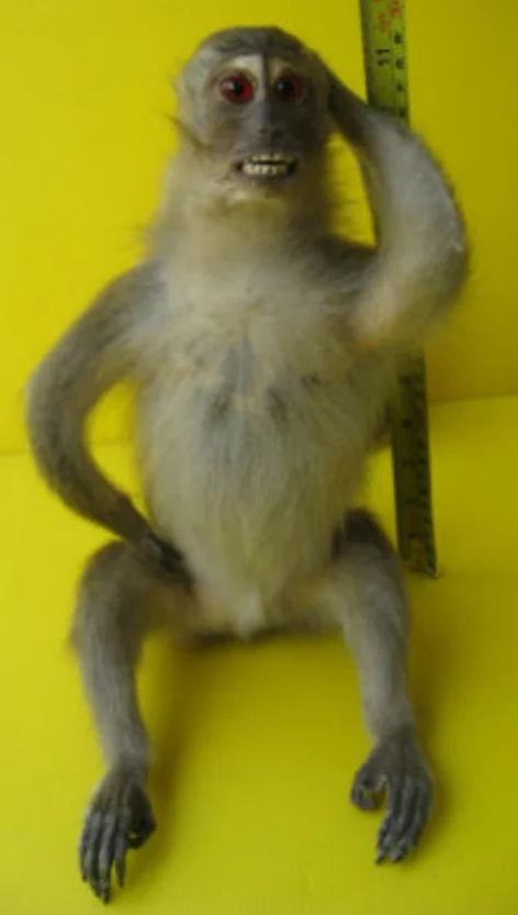 Exasperated Monkey