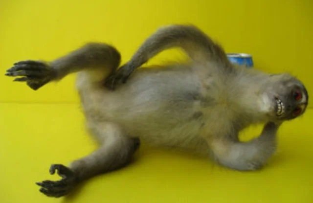 Exasperated Monkey