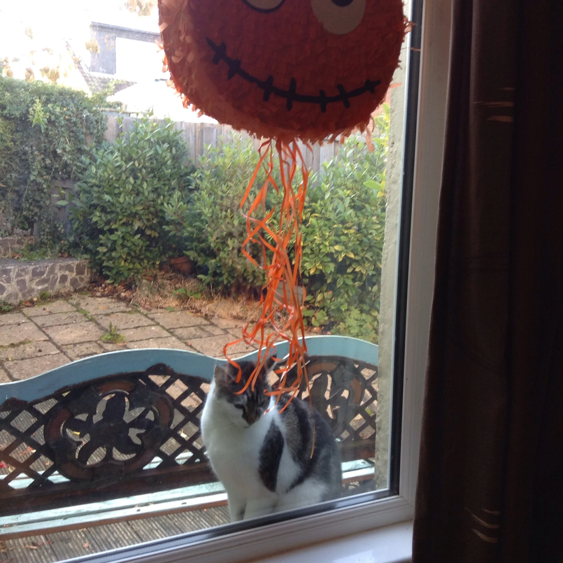 Next door's cat is impressed