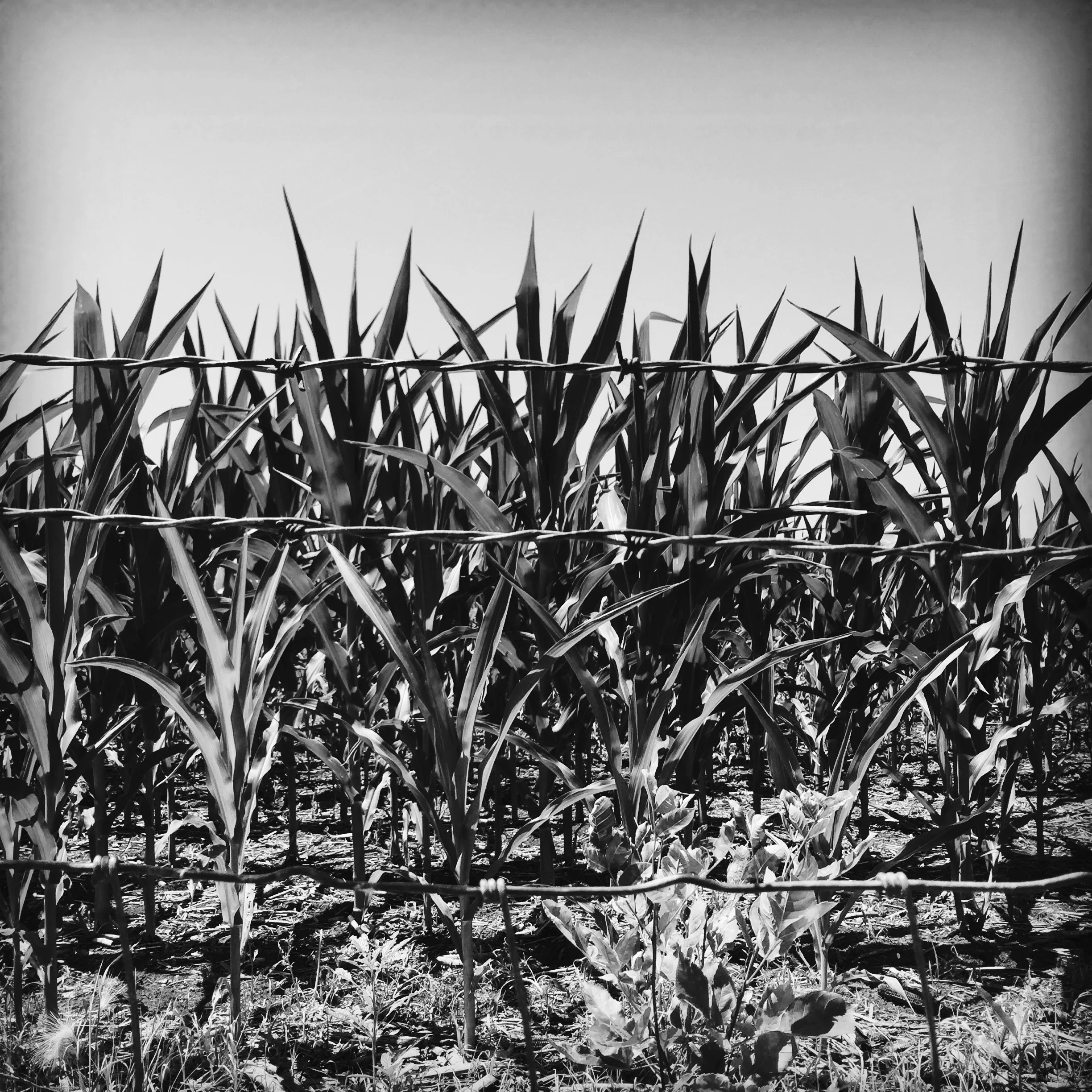 Barriers and a Cornfield, Somewhere in Nebraska, 2016, (c) Heidi Jeub