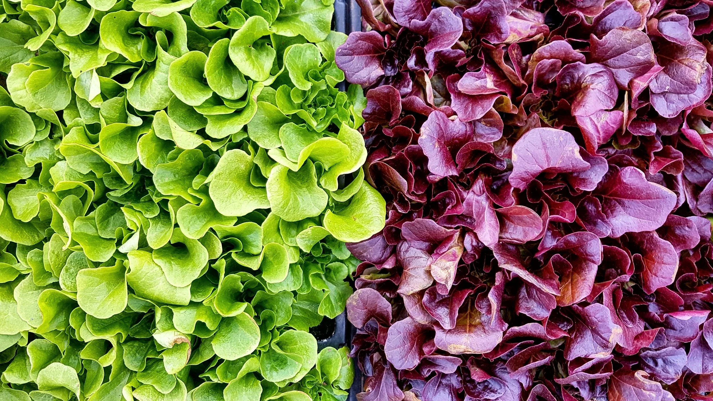 green+purple.jpg